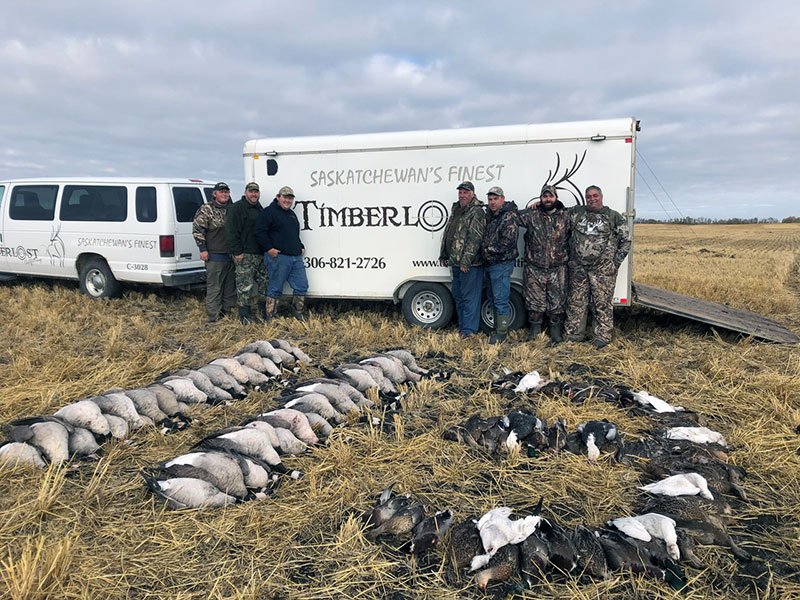 A group of hunters & their geese kill in front of a hunting outfitter truck.