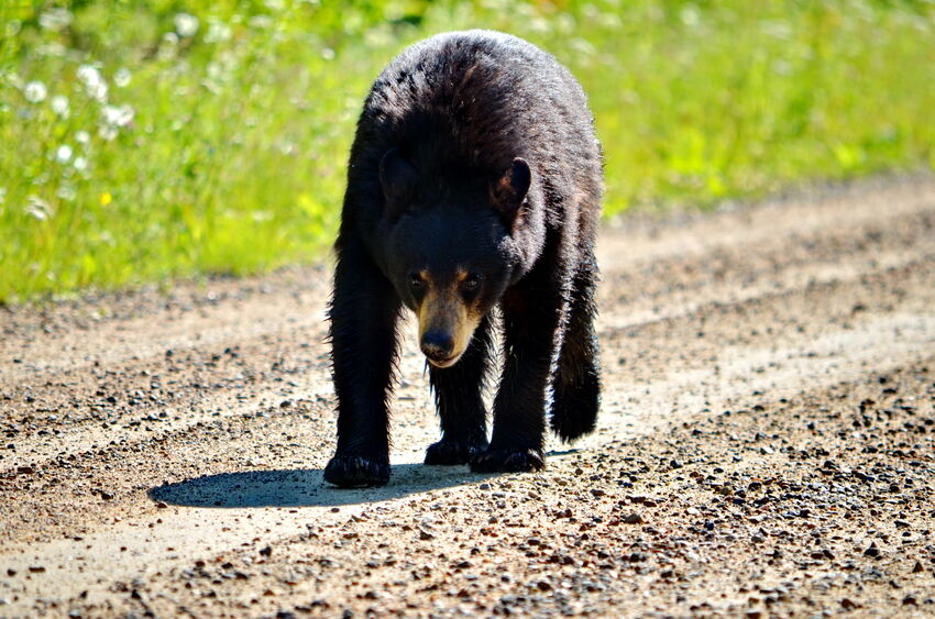 black bear in Saskatchewan