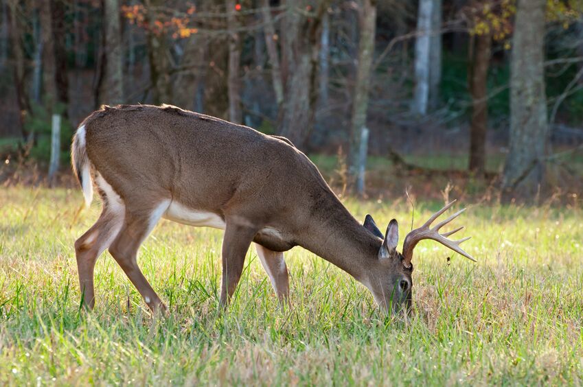 Whitetail Deer grazing in Saskatchewan