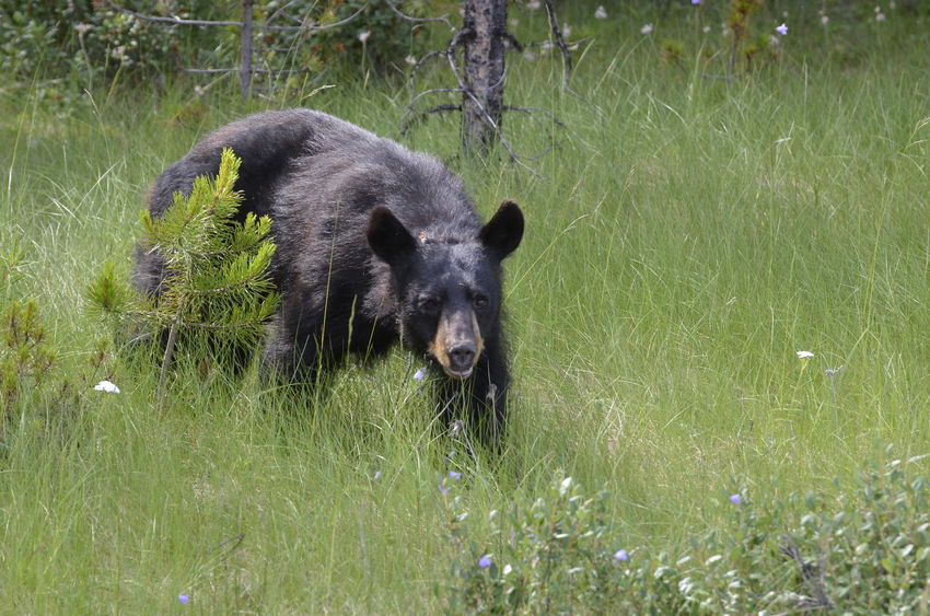 Black Bear Hunting in Saskatchewan Canada